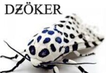 DZÖKER – Nazca