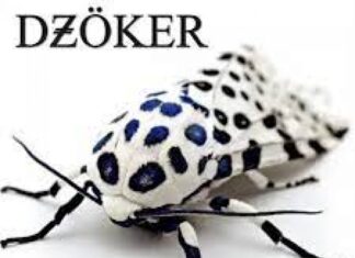 DZÖKER – Nazca