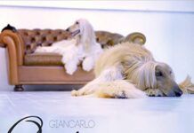 Giancarlo – One Love One Try