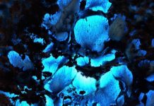 Album: Blue Basin by Rare Seed