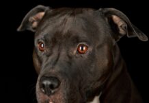 Underdog by Derek Lee Goodreid