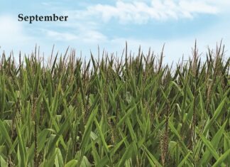 Album: September by Steve Yanek
