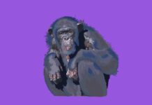 EP: 2Paradise by My Friend The Chimpanzee