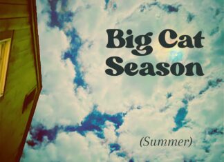 I’m in the Wrong by Big Cat Season