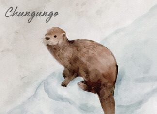 Album: Chungungo by Stefan Elbl